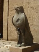 Horus, der royale Falke