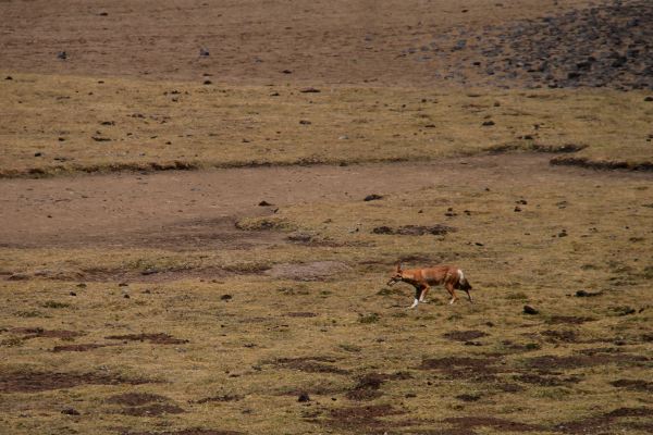 Ethiopian Wolf