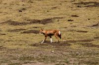 Ethiopian Wolf