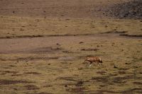 Ethiopian Wolf