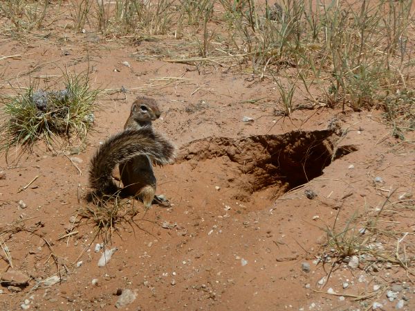 Das süße Ground Squirrel