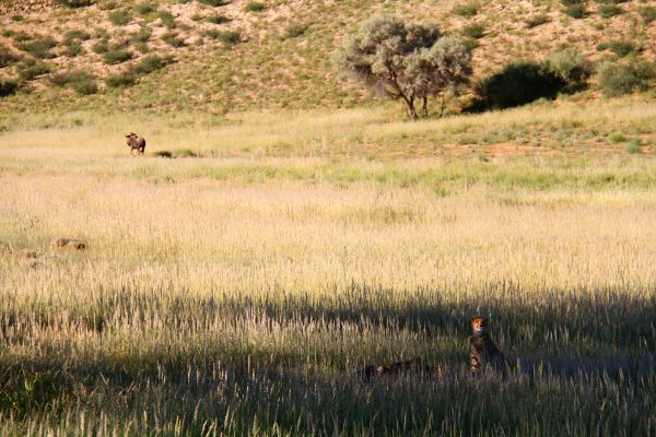 Ein Blue Wildebeest traut sich durstig vorbei