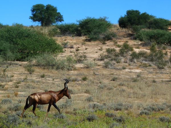 Ein Red Hartebeest beim Spaziergang