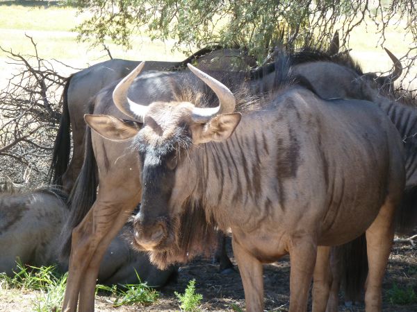 Ein Blue Wildebeest im Close-up