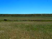 Blue Wildebest führt Springbock-Herde an