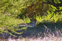 Ein einzelner Gepard