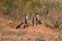 Guckst du! Die süßen Surikats (Meerkatzen)