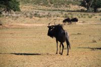 Blue Wildebeest-Truppe