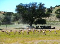 Und weiter geht´s auf Safari