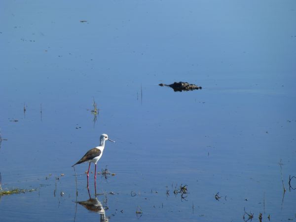 Reiher und Kroko