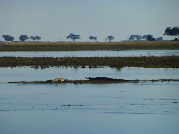 Große Krokos auf der Insel