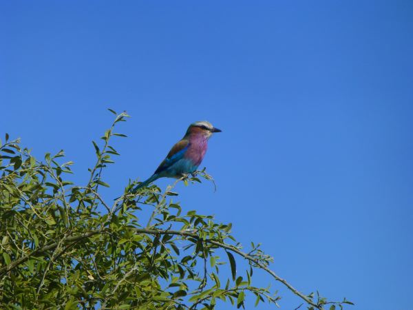 Lilac Breasted Roller