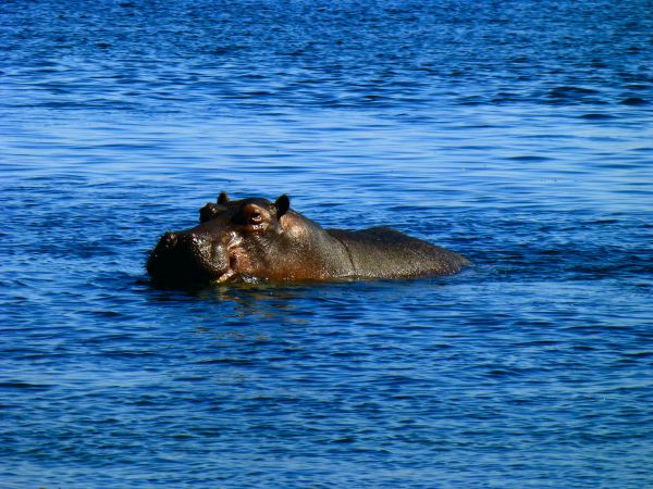 Frau Hipppopotamus