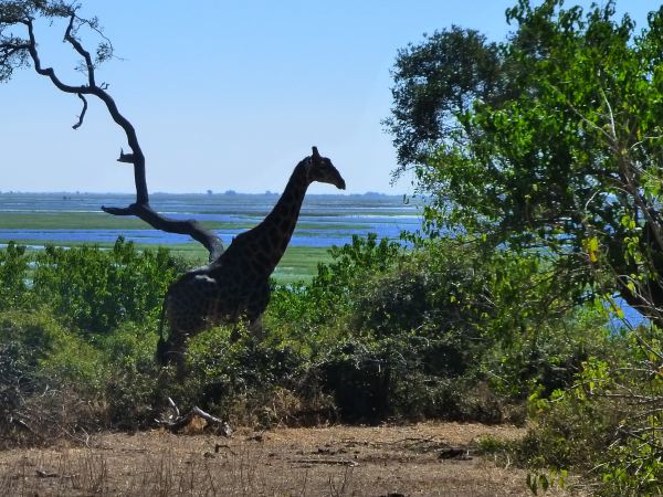 und natürlich wieder Giraffen!