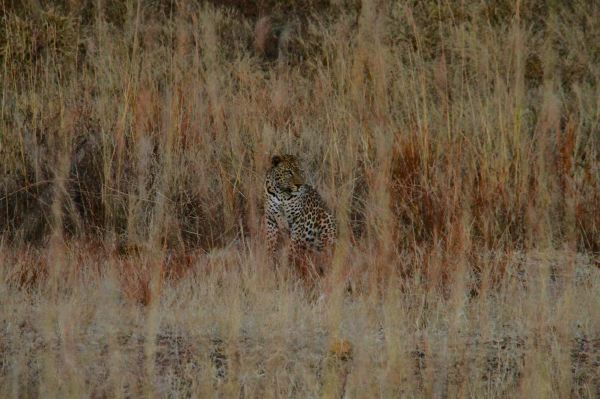 Ein wunderschöner Leopard!