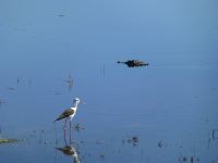 Reiher und Kroko