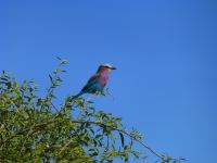 Lilac Breasted Roller