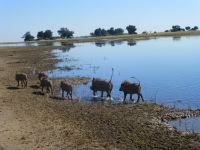 Eine Warthog-Familie