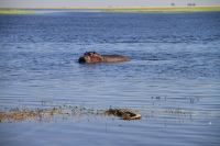 Hippo und Kroko