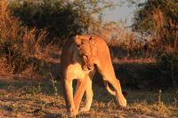 Schöne Lioness