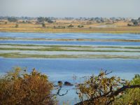 Flusspferde im Wasser