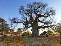 Wir campen unter dem schönen Baobab