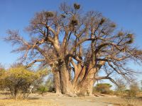 Chapman´s Baobab