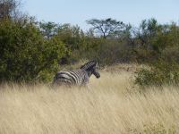 Morgens Besuch von ein paar Zebras
