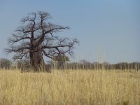 Ein Baobab (Affenbrotbaum)