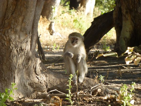 Überall Vervet Monkeys