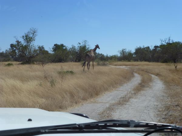 Und natürlich Giraffen