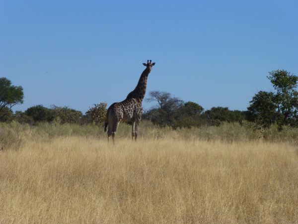 Eine männliche Giraffe