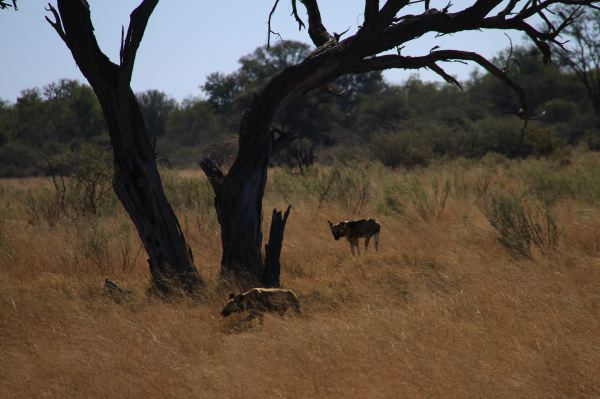 Seltene Wilddogs (nur noch 5000 in ganz Afrika)