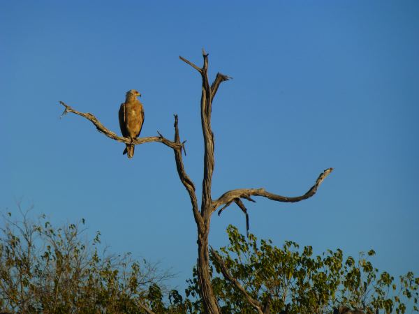 Ein Adler