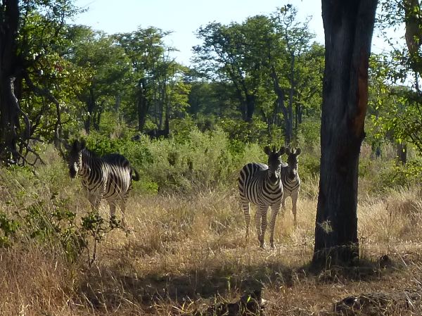 Ein paar Zebras...