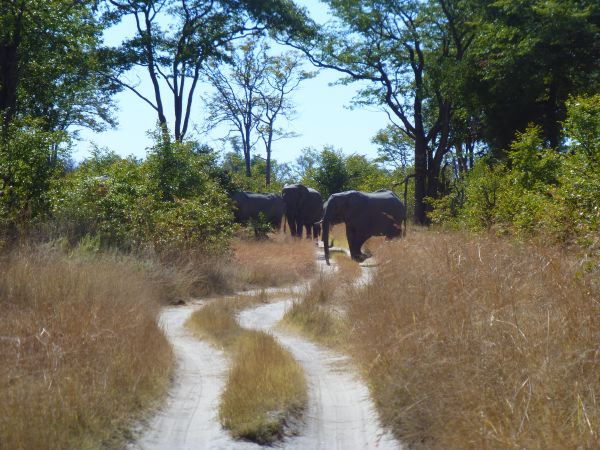 Road Block