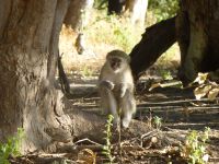 Überall Vervet Monkeys