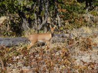 Die kleinste Antilopenart: ein Dik Dik