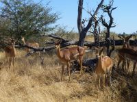 Impalas