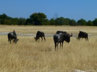 Blue Wildebeests