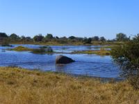 Ein Hippo verschwindet ins Wasser