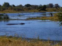 Hippo, Ente und Vogel