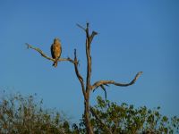 Ein Adler