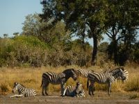 Mal wieder ein paar Zebras