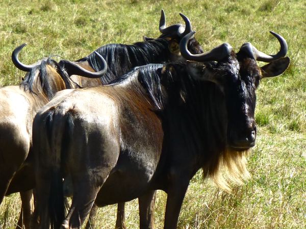 Blue Wildebeests