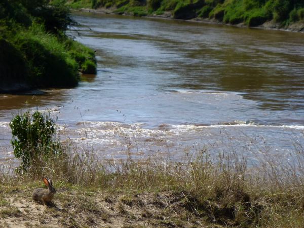 Der erste Afrika-Hase