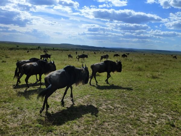 Wildebeests