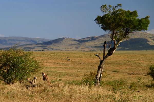 Cheetah-Mami mit Kleinen