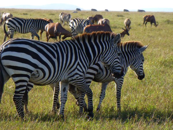 Hab ich wohl schon die vielen Zebras erwähnt?