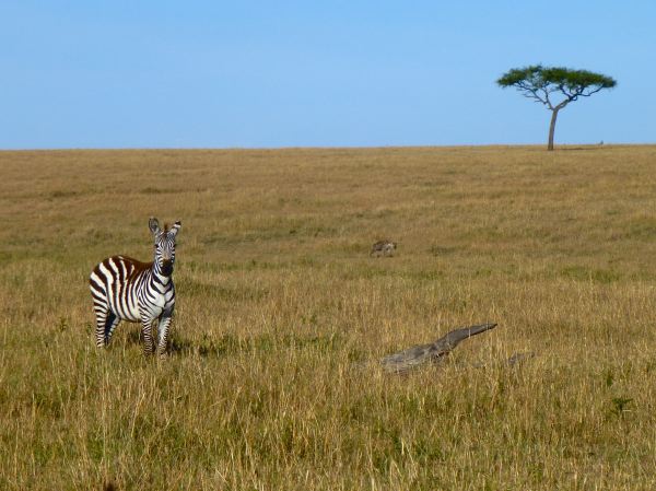 Schau genau...hinter dem Zebra...